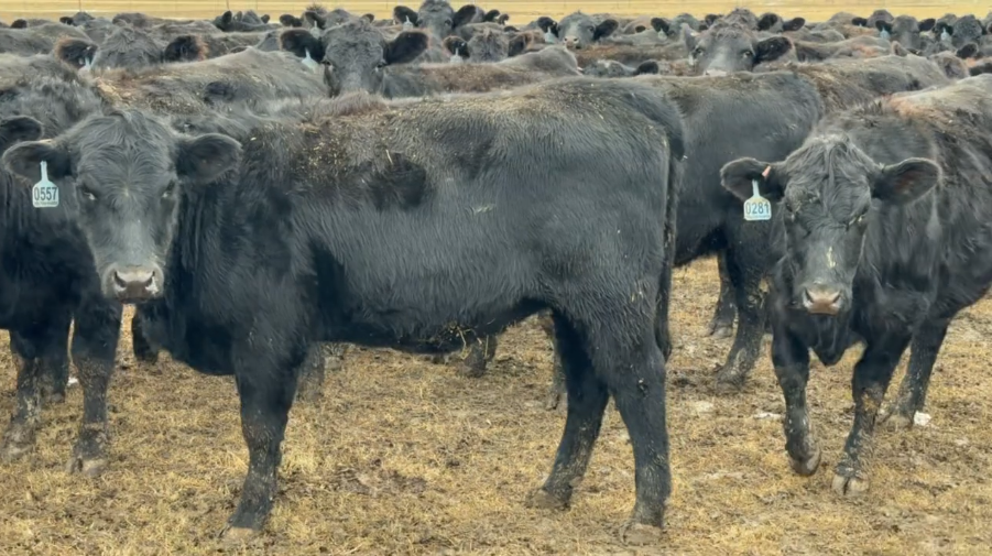 89 head calving April 1 – 3oth, Bred to LBW Black Angus Bulls, 1000-1050 LBS, SHIP DEC 30th.-BH1211B5